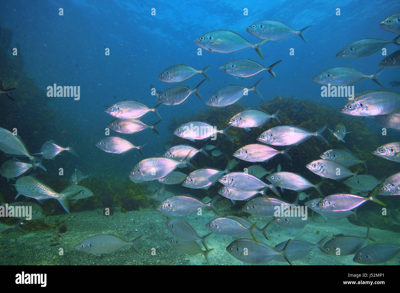 School of New Zealand trevally Pseudocaranx dentex above sandy bottom with kelp forest of Ecklonia radiata around and in background. Stock Photo