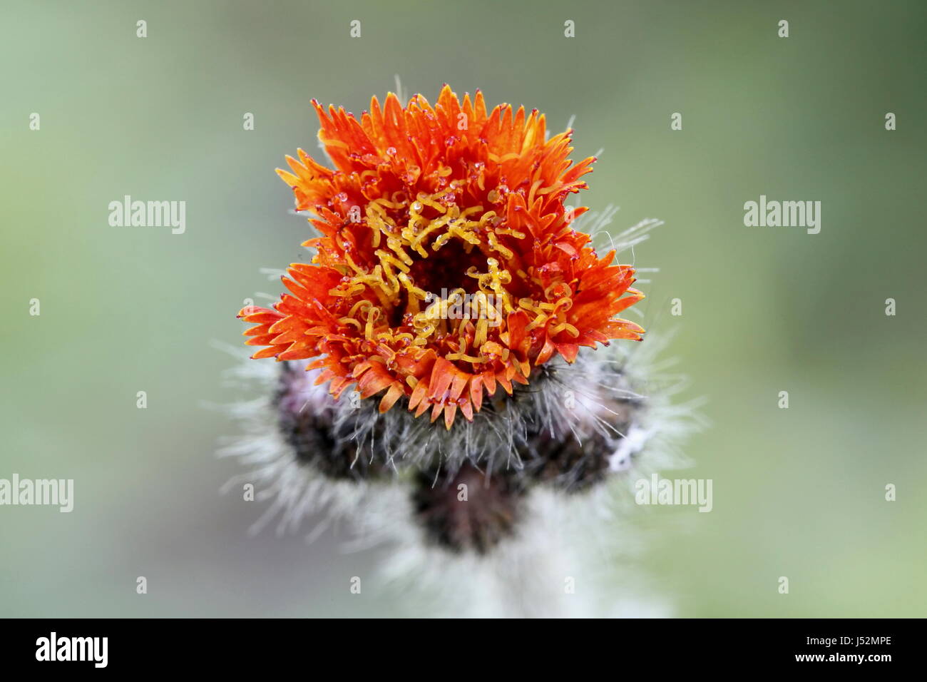 Fox-and-cubs, also known as orange hawkweed Stock Photo