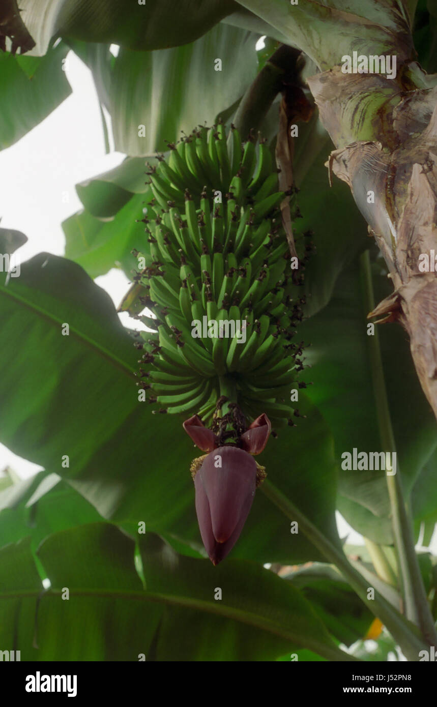 Queensland banana stem hires stock photography and images Alamy