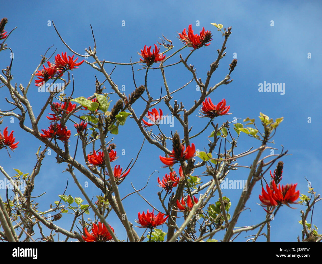 Flowers of Coral Tree (Erythrina), also known as the Flame Tree: Vaucluse, Sydney, NSW, Australia Stock Photo