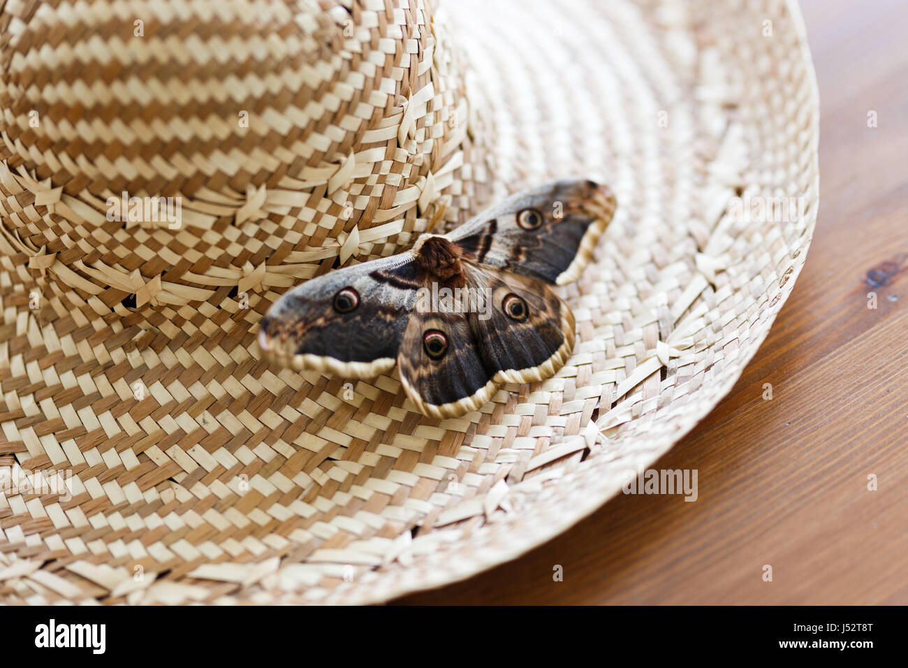 Close up of giant peacock moth Saturnia pyri sitting on straw hat Stock Photo