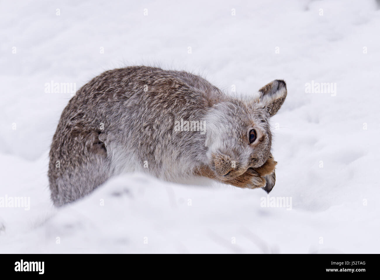 Mountain hare grooming  (lepus timidus) Stock Photo