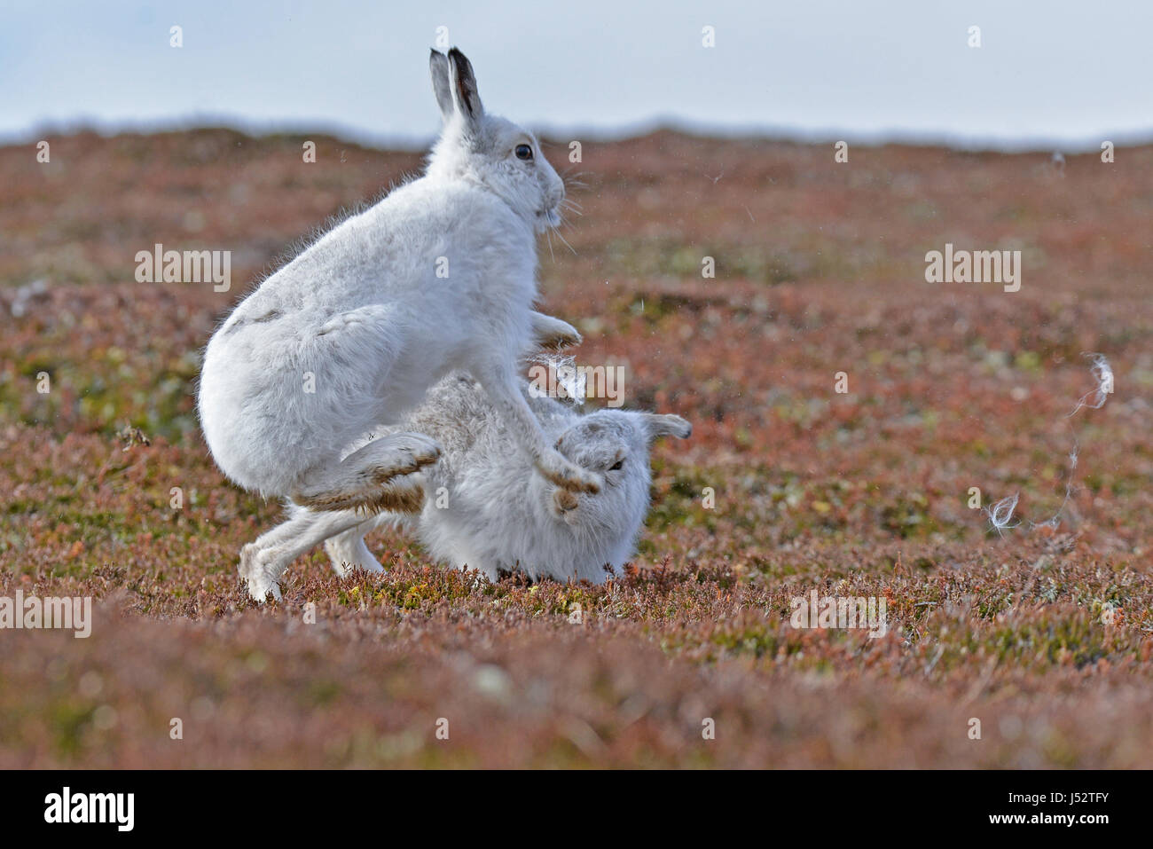 Mountain Hares Boxing  (lepus timidus) Stock Photo