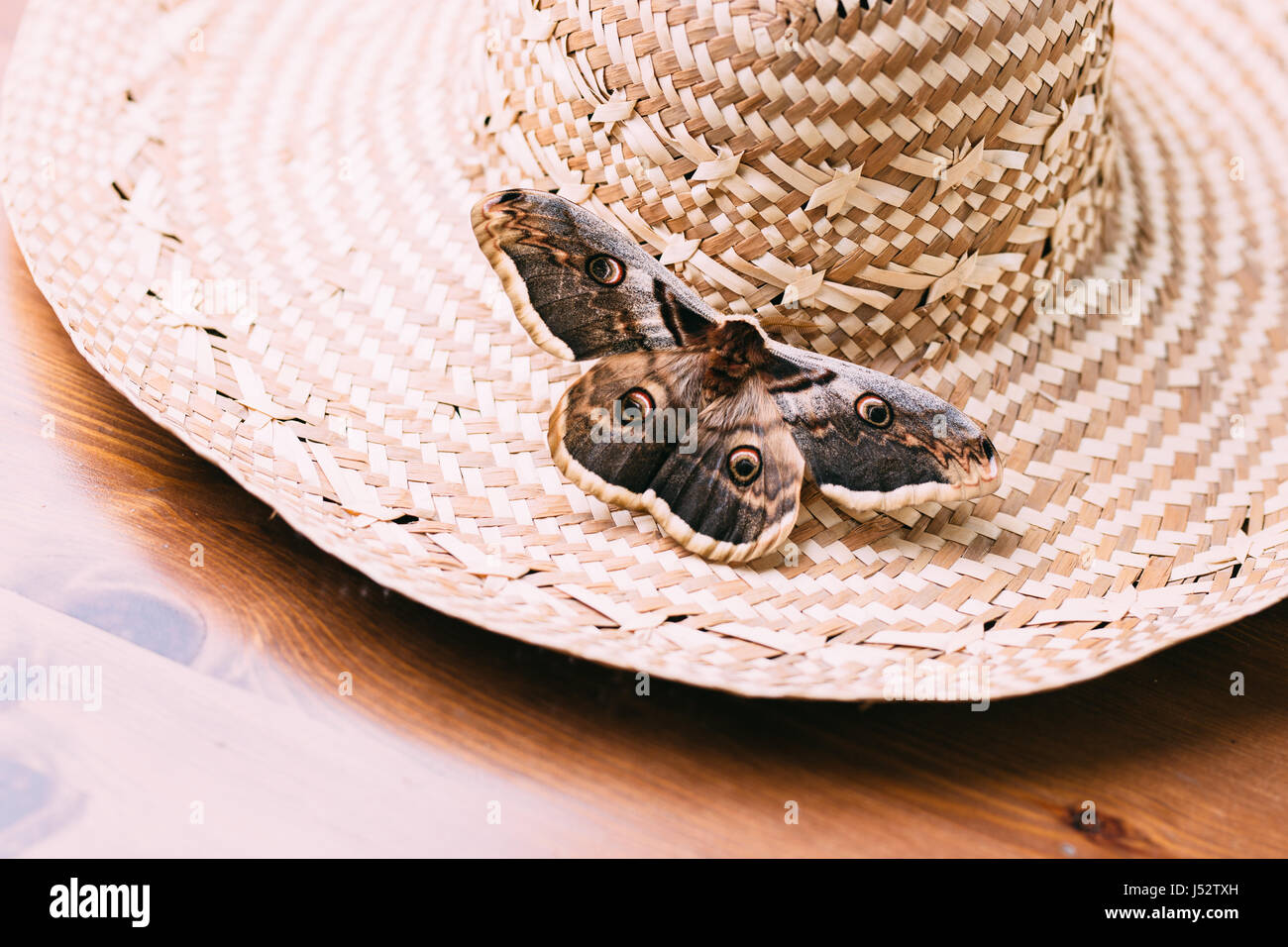 Close up of giant peacock moth Saturnia pyri sitting on straw hat Stock Photo