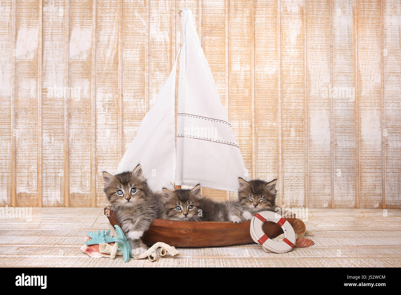 Little Cute Kittens in a Sailboat With Ocean Theme Stock Photo