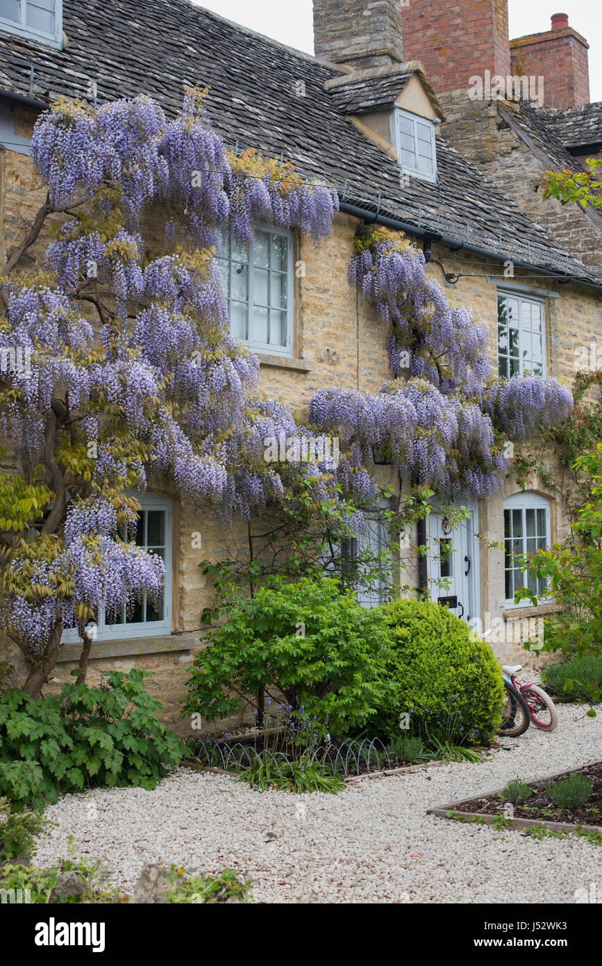 Wisteria floribunda. Japanese wisteria flowering in spring on the exterior  of a stone cottage in the village of Combe. Oxfordshire, England Stock  Photo - Alamy