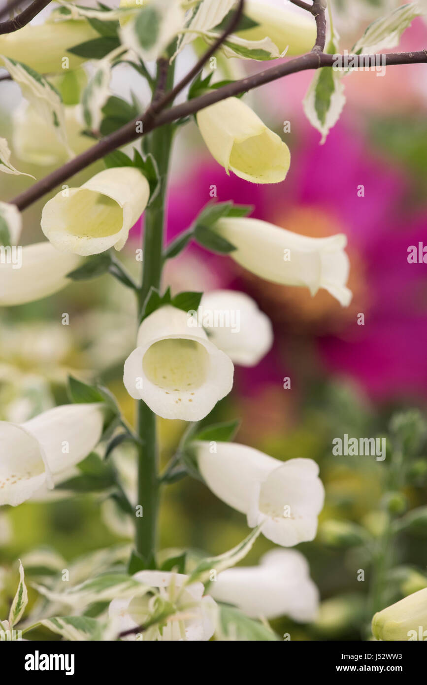 Digitalis purpurea f albiflora. Whiteflowered foxglove flower Stock
