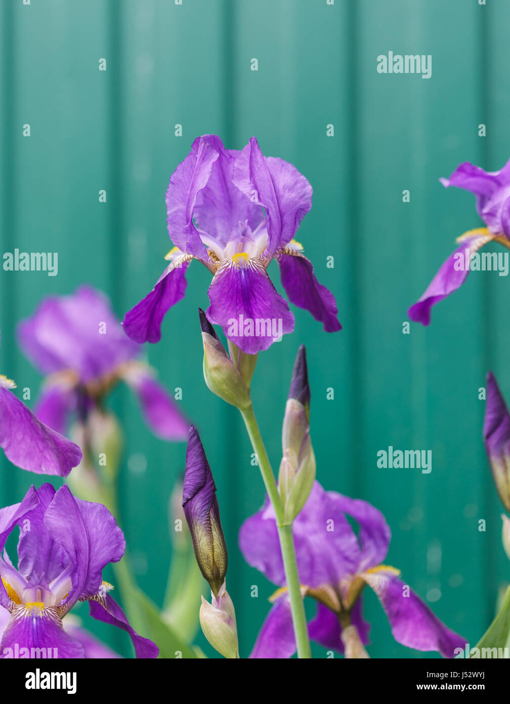 Close up photo of Iris flower in the garden Stock Photo Alamy