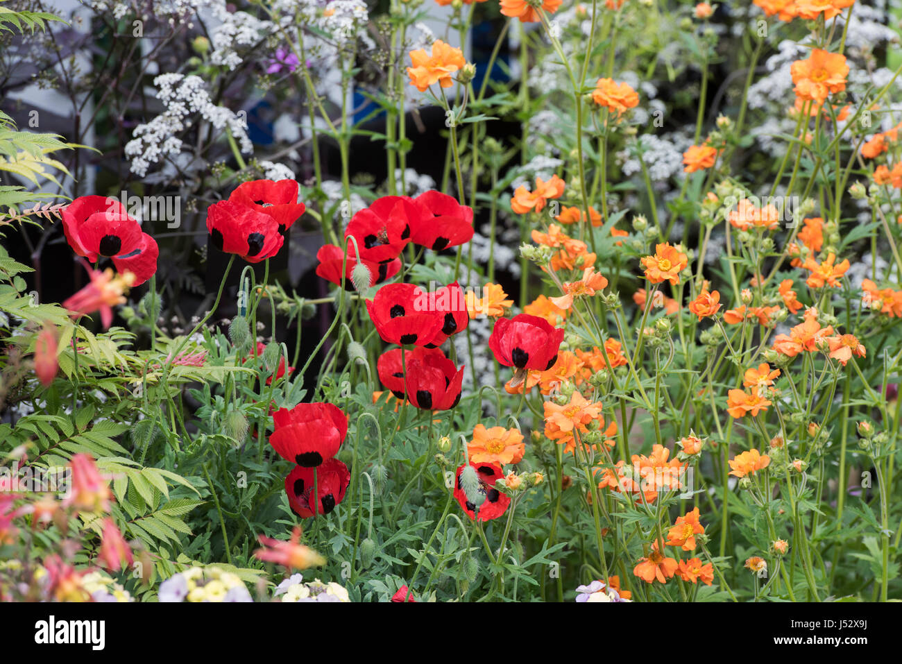 Papaver commutatum. Ladybird poppies in a flower border display. UK Stock Photo