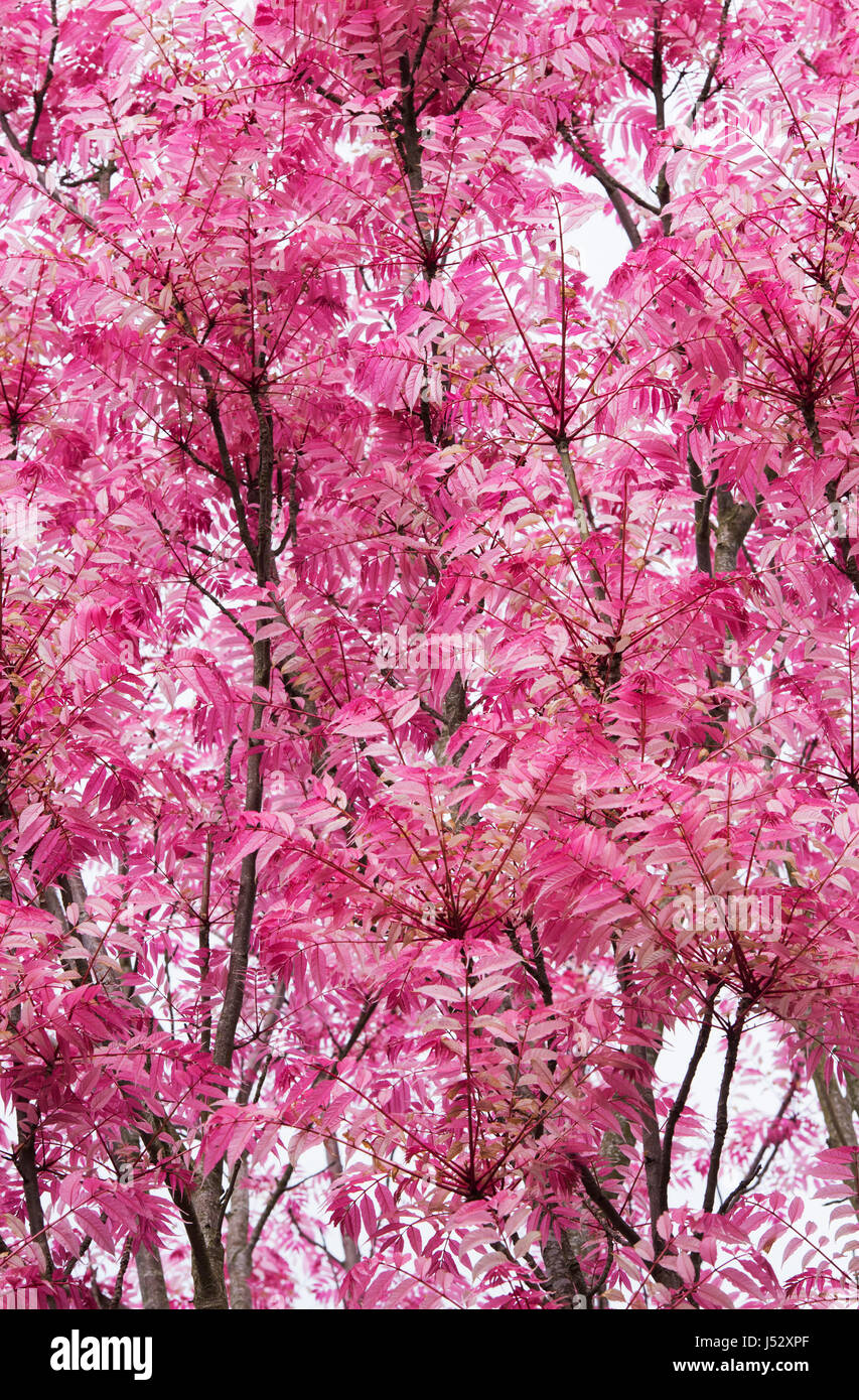 Toona sinensis 'Flamingo'. Chinese Mahogany 'Flamingo' tree with pink ...