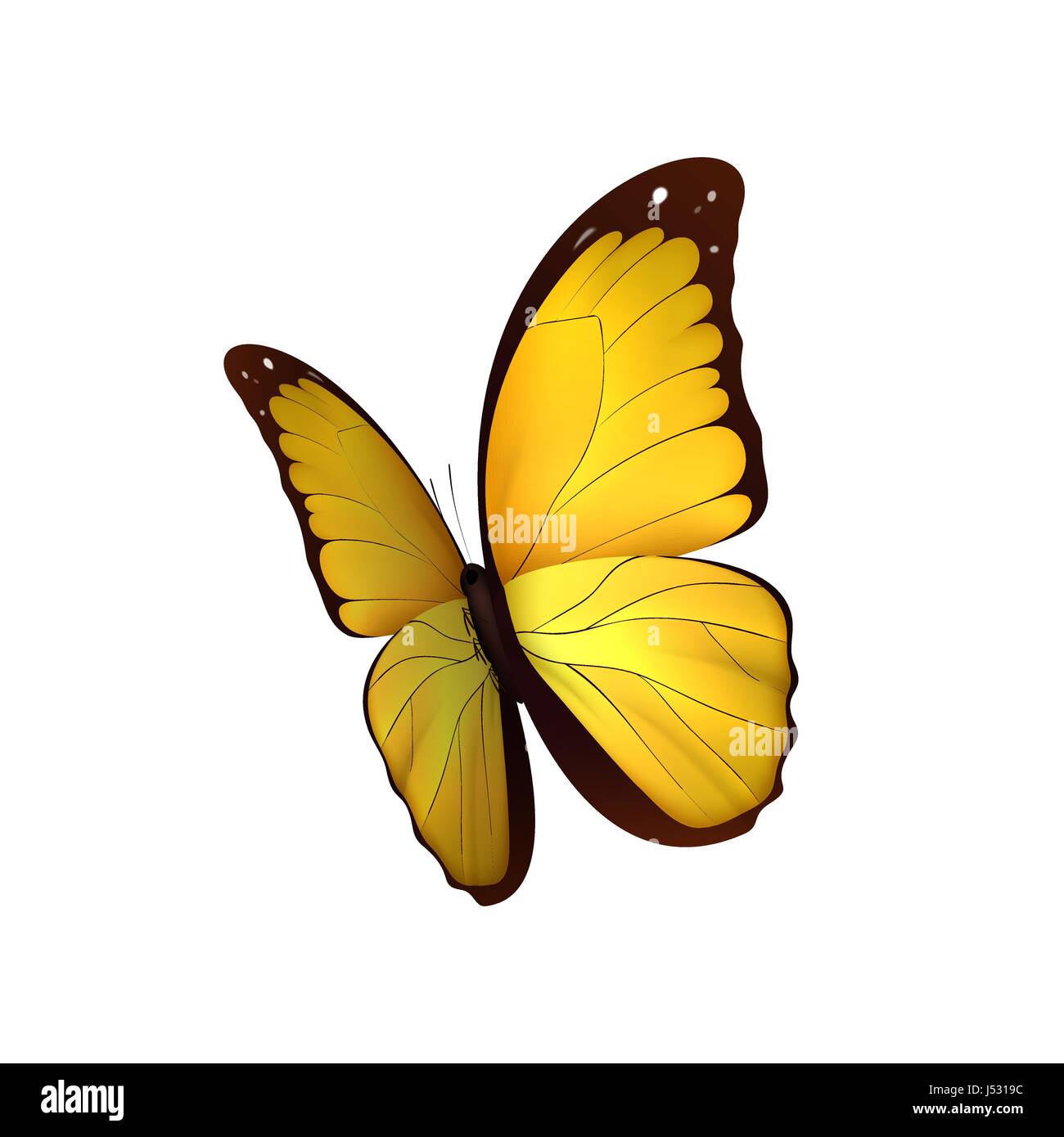 Butterfly yellow isolated on white background. Butterflies Insects