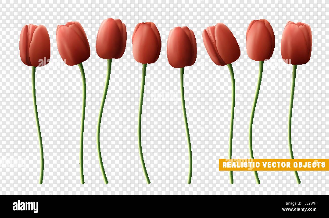 Flower tulip realistic isolated on transparent background. Red tulips ...