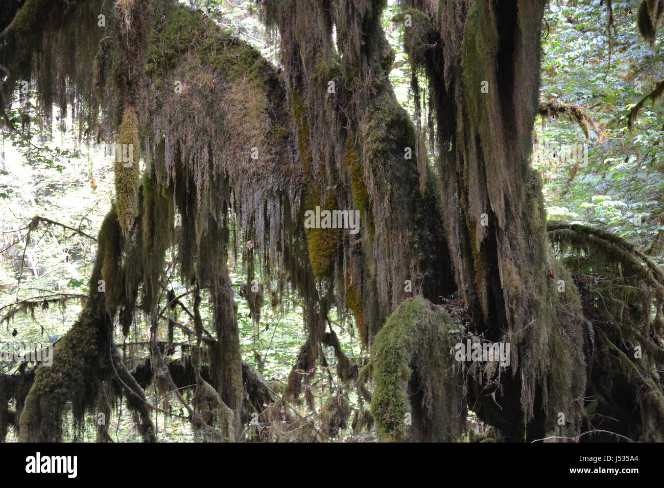trees-with-old-man-beards-stock-photo-alamy