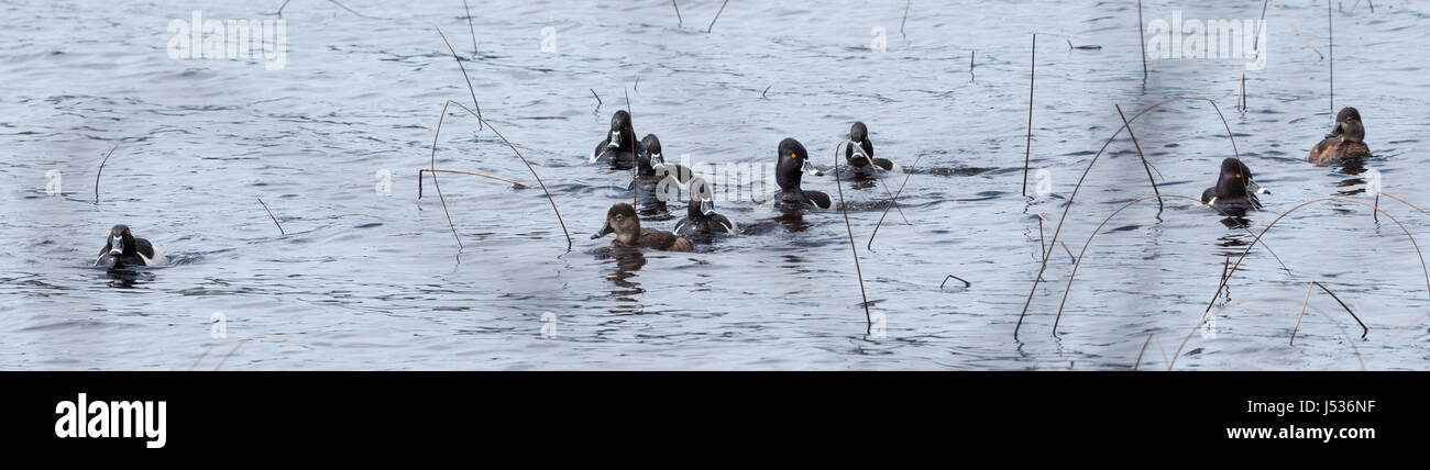 Ring-necked ducks.   Mating pairs compete for the best genes during their brief stay on a lake in northeastern Canada. Stock Photo