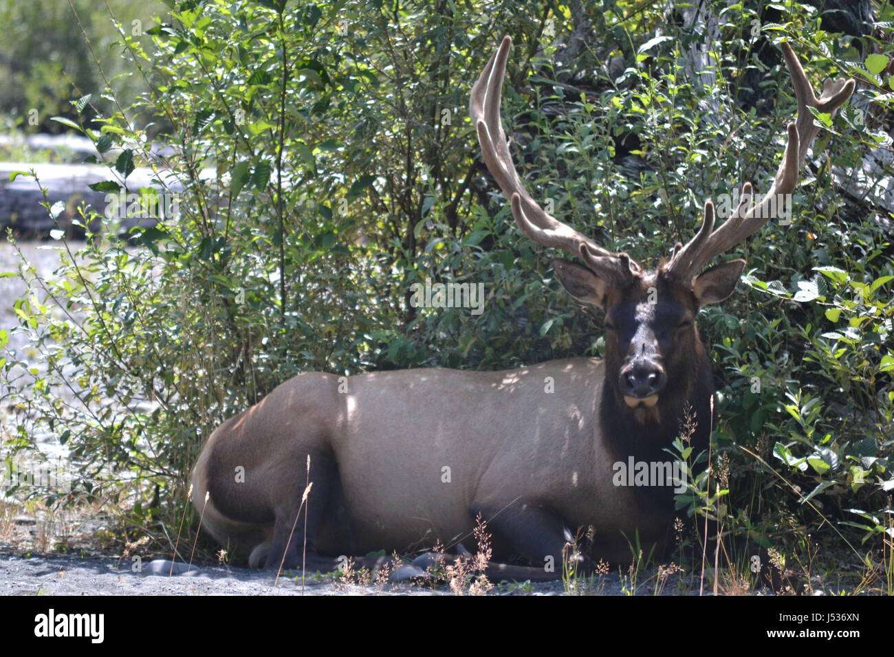 Elk washington hires stock photography and images Alamy