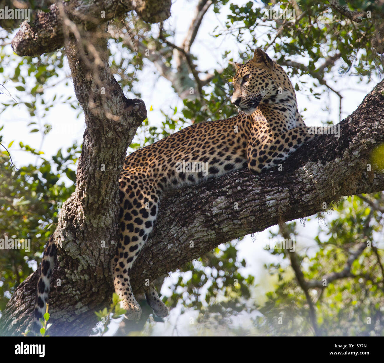 The leopard lies on a large tree branch. Sri Lanka. Stock Photo