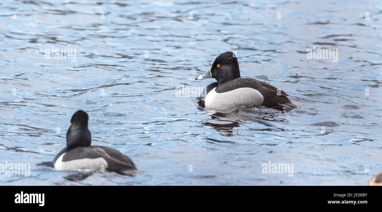 Sometimes serious looking stares from these male (drake) Ring-necked ducks (Aythya collaris) in spring. Stock Photo