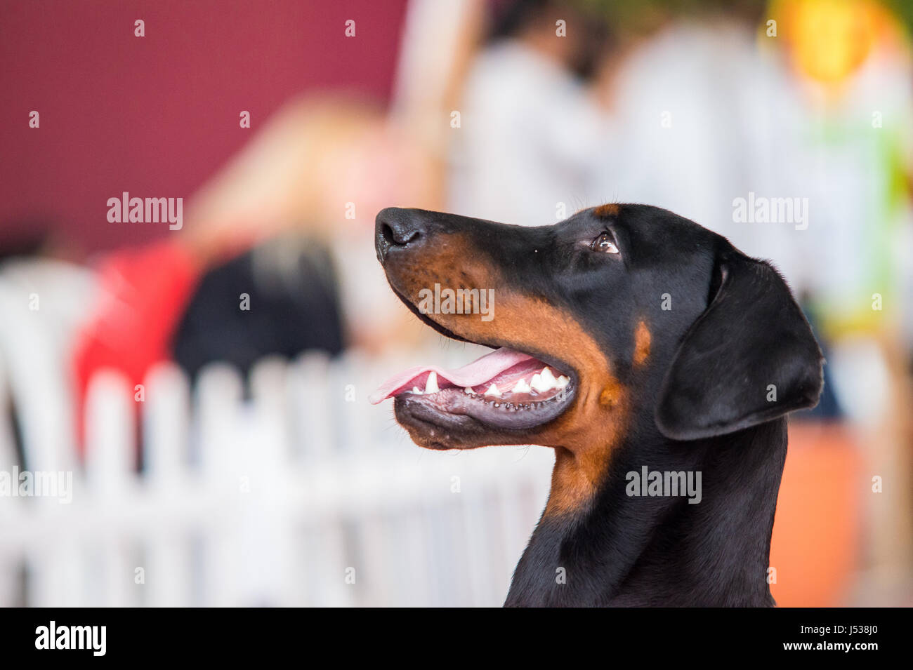 Portrait of Beauceron or Pastor de Beauce. Dog portrait Stock Photo