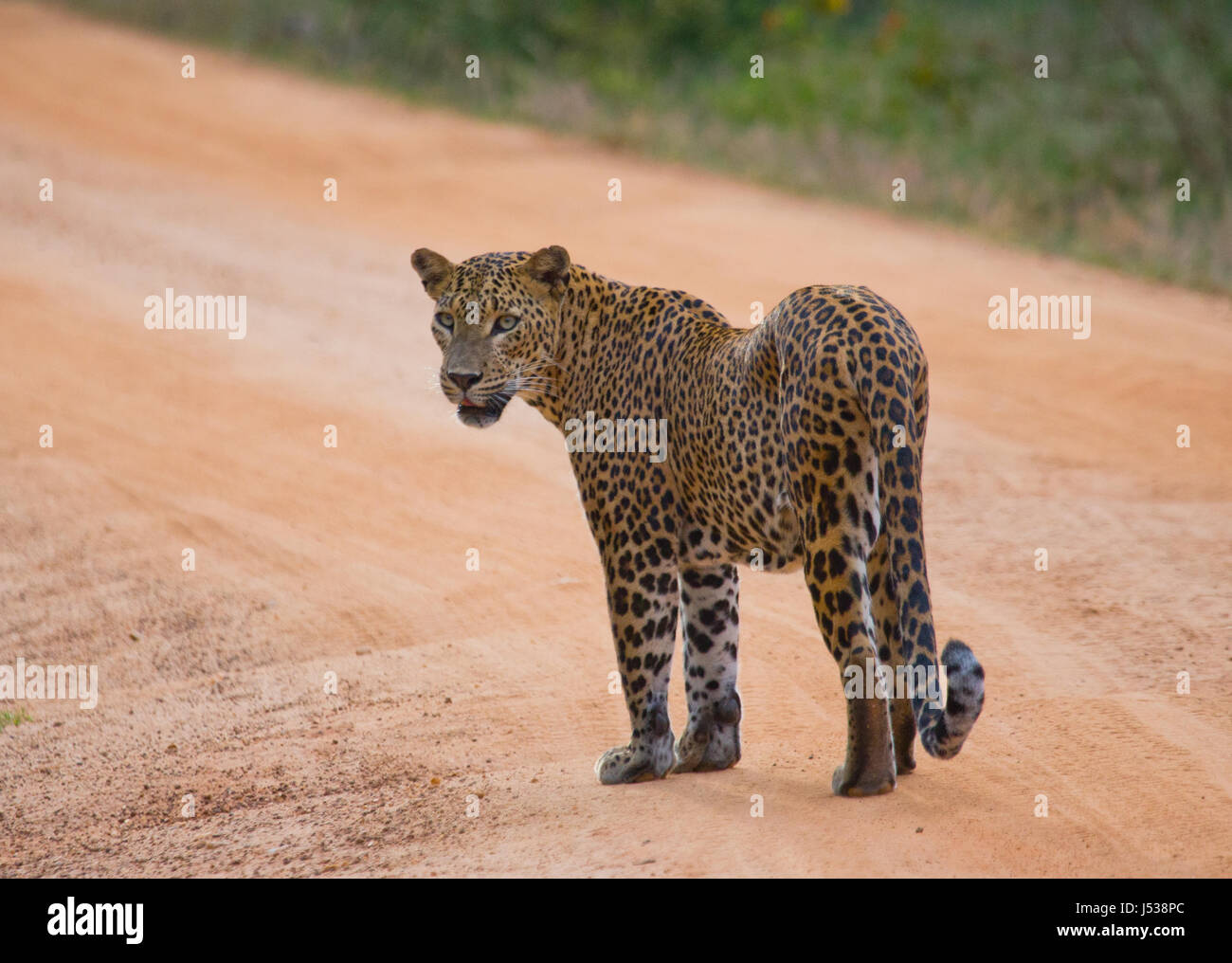 Leopard walking on the road. Sri Lanka. Stock Photo