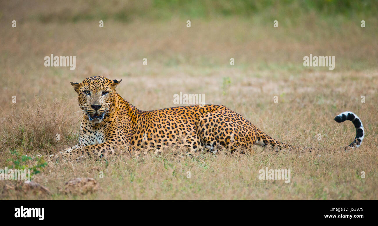 Leopard lying on the grass. Sri Lanka. Stock Photo