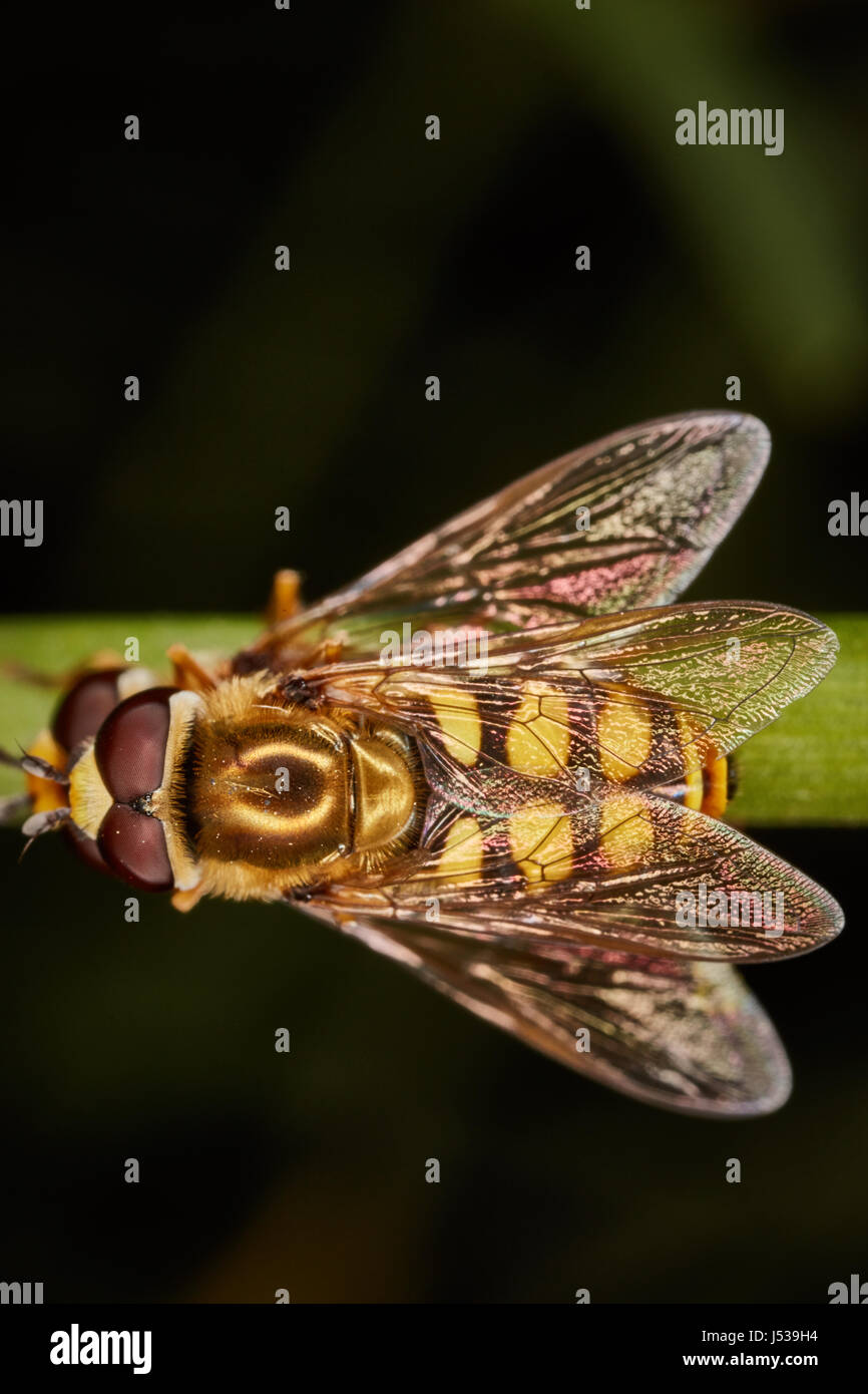 Diptera Two Wings High Resolution Stock Photography and Images - Alamy