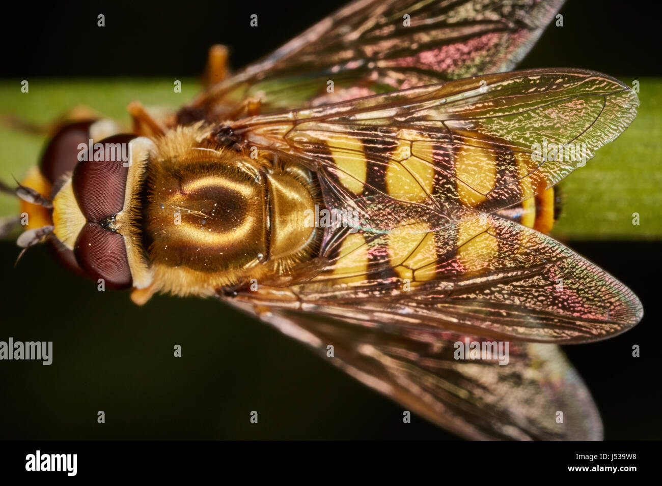 Diptera Two Wings High Resolution Stock Photography and Images - Alamy