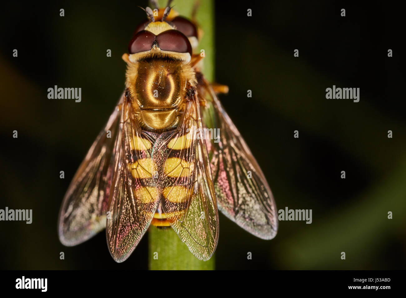 Diptera Two Wings High Resolution Stock Photography and Images - Alamy
