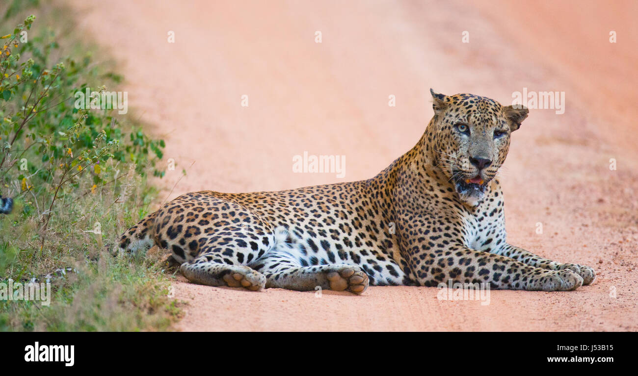 Leopard lying on road hi-res stock photography and images - Alamy