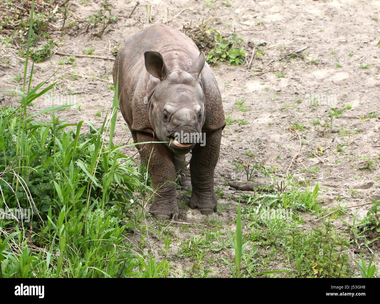 Greater one-horned Indian rhinoceros (Rhinoceros unicornis) eating leaves. Stock Photo