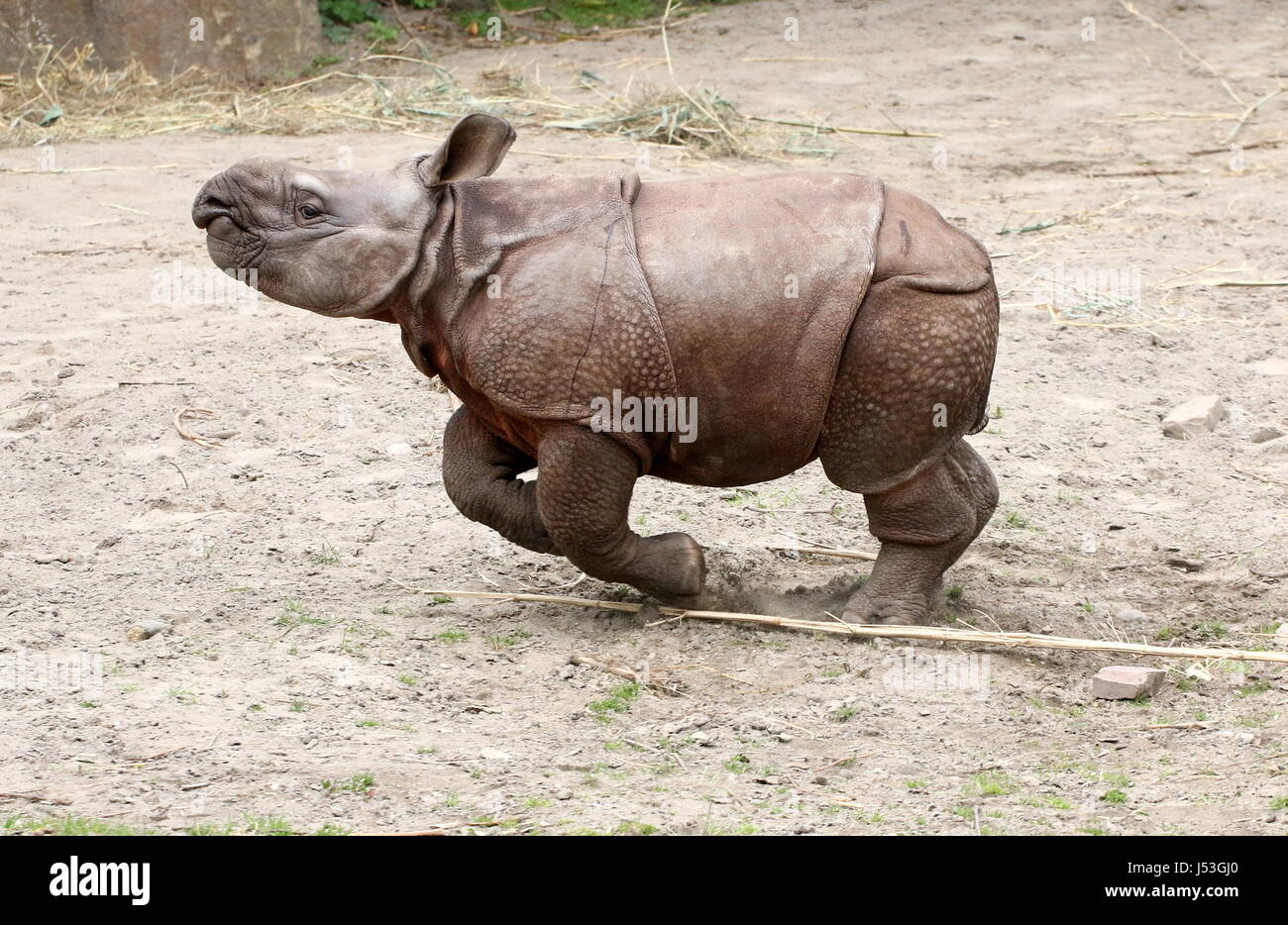 Boisterous fast running baby Greater one-horned Indian rhinoceros (Rhinoceros unicornis),  here just 10 weeks old. Stock Photo