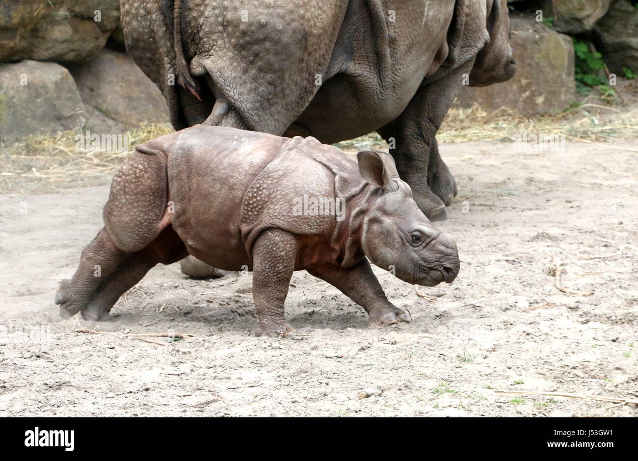Boisterous fast running baby Greater one-horned Indian rhinoceros (Rhinoceros unicornis),  here just 10 weeks old. Stock Photo