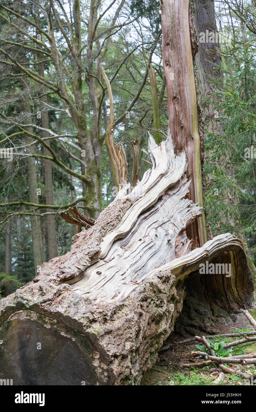 Fallen tree in Bolderwood Arboretum Ornamental Drive, New Forest ...