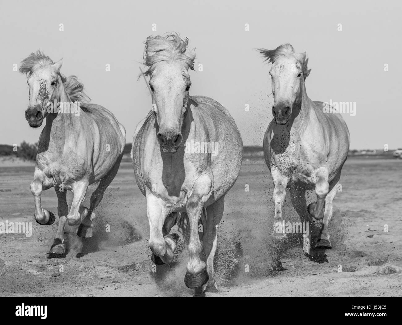 White Camargue Horses galloping on the sand. Parc Regional de Camargue. France. Provence. An excellent illustration Stock Photo