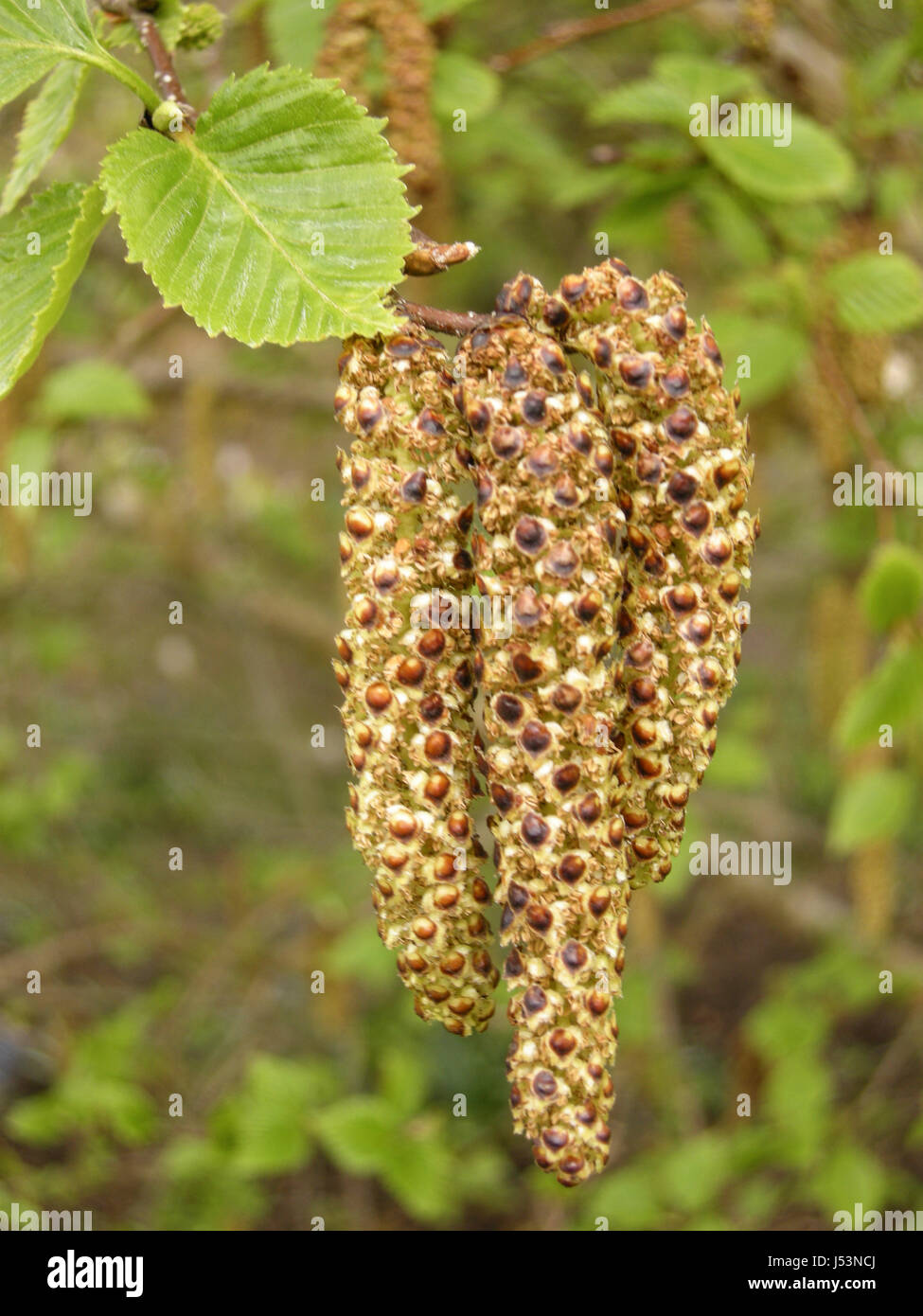 A group of hazel catkins hanging below new leaf growth in East Sussex, England Stock Photo