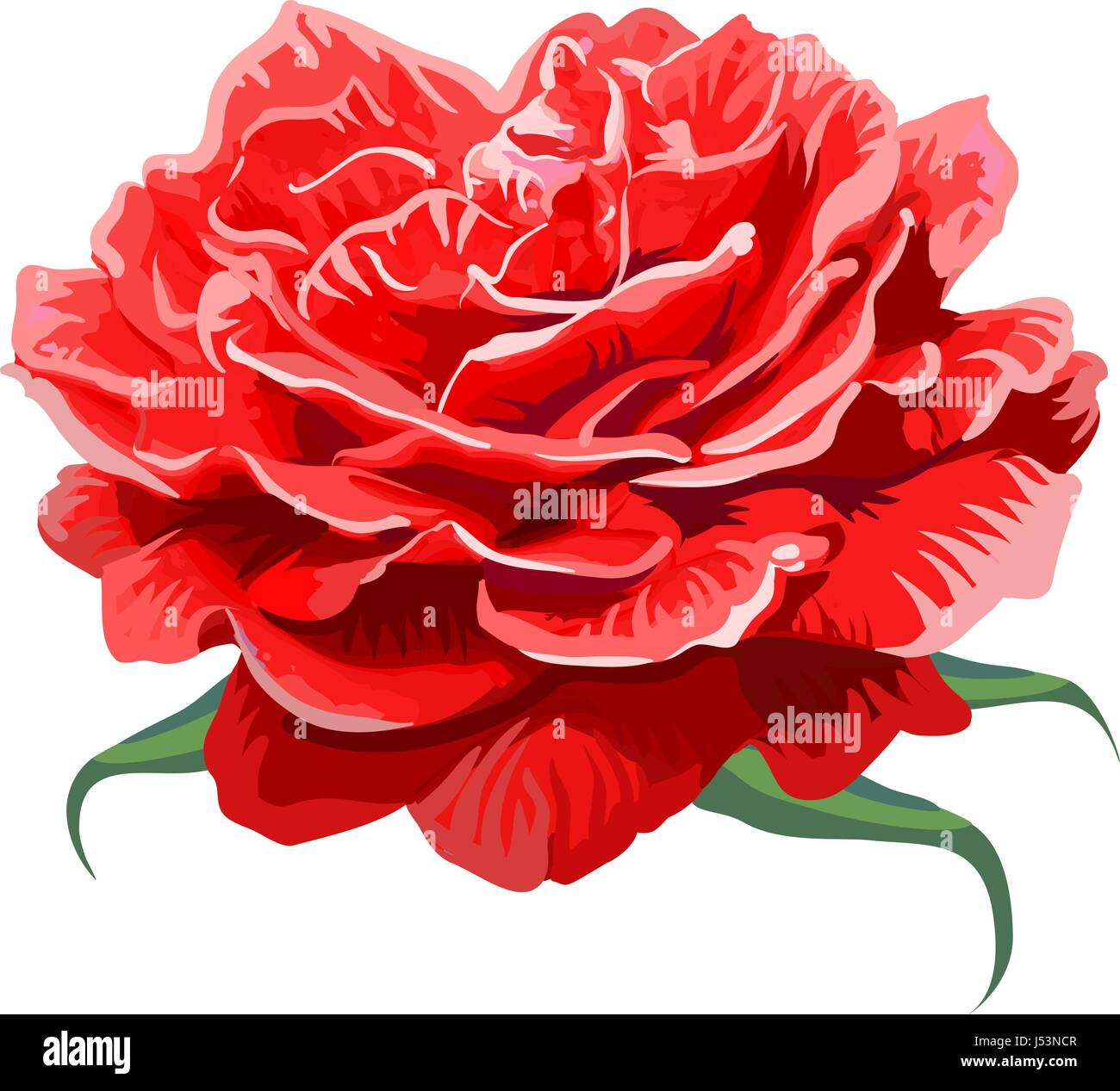 Image of red rose isolated on white background Stock Vector Image & Art ...