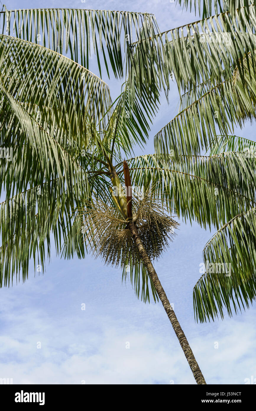 Amazon Rainforest Palm Trees