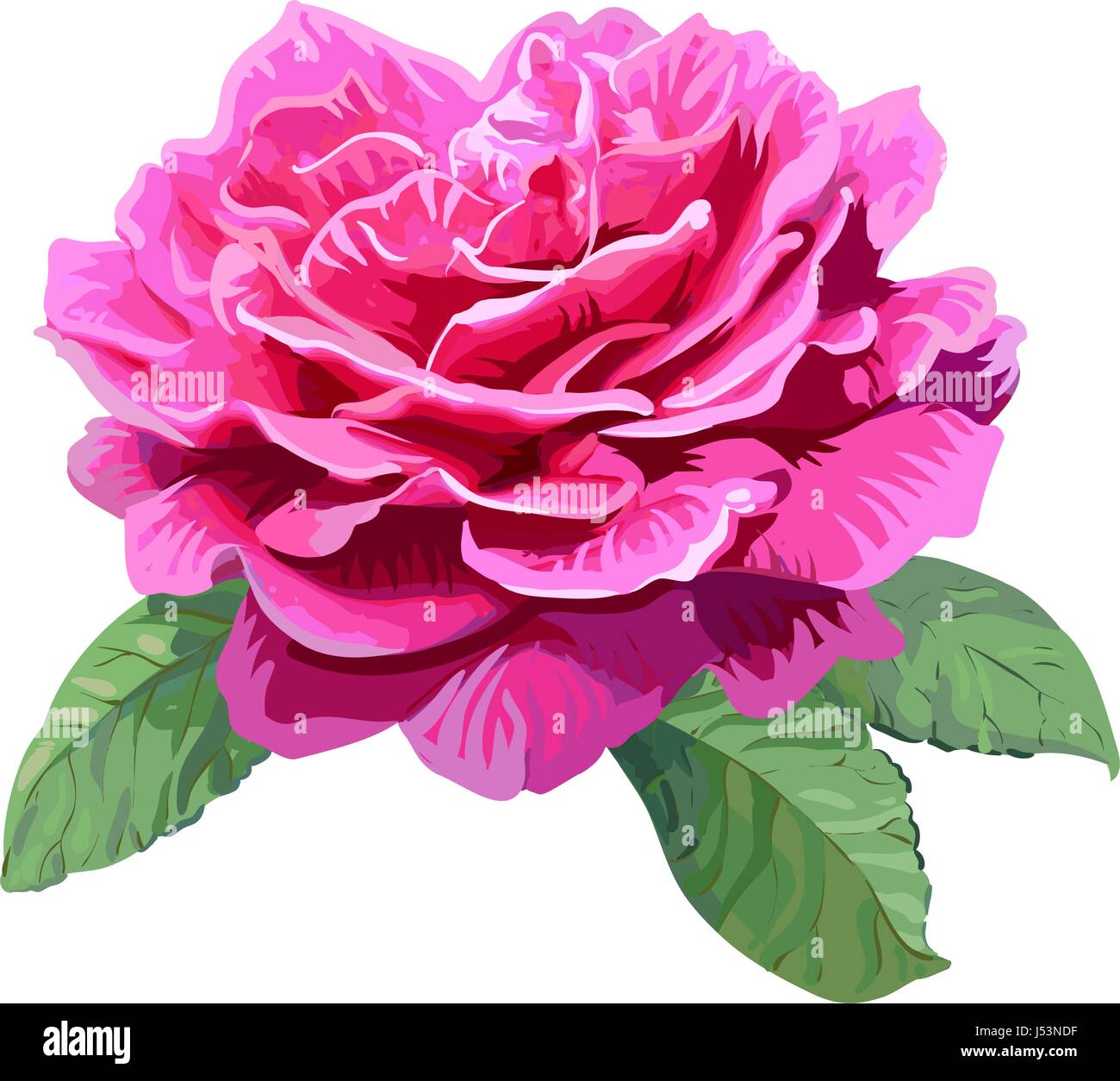 Image of pink rose isolated on white background Stock Vector Image ...