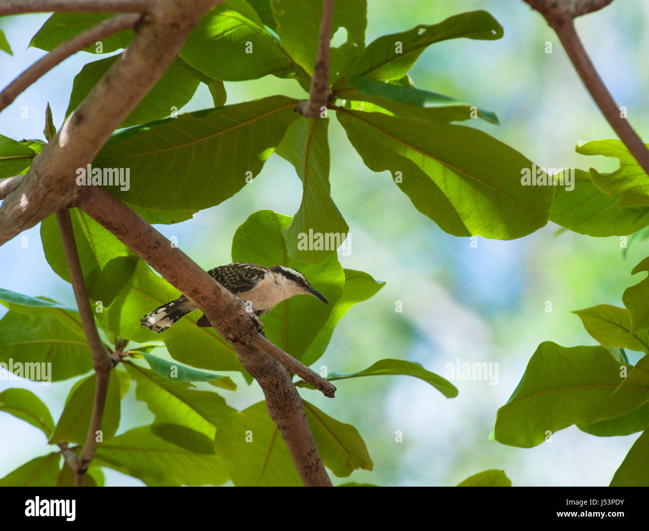 Rufous-naped wren sits on a branch in an almond tree Stock Photo
