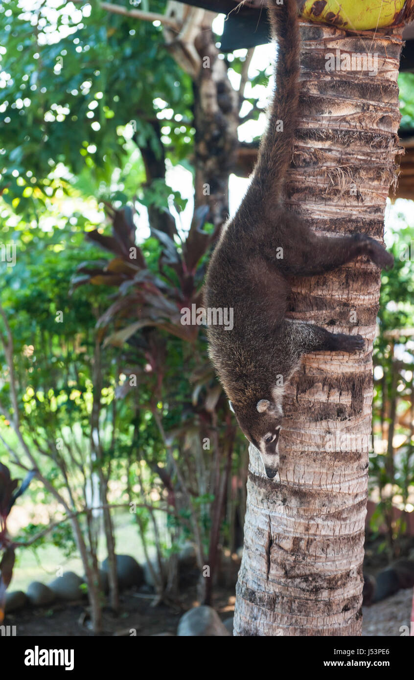Female white nosed coati climbing down a palm tree head first Stock Photo