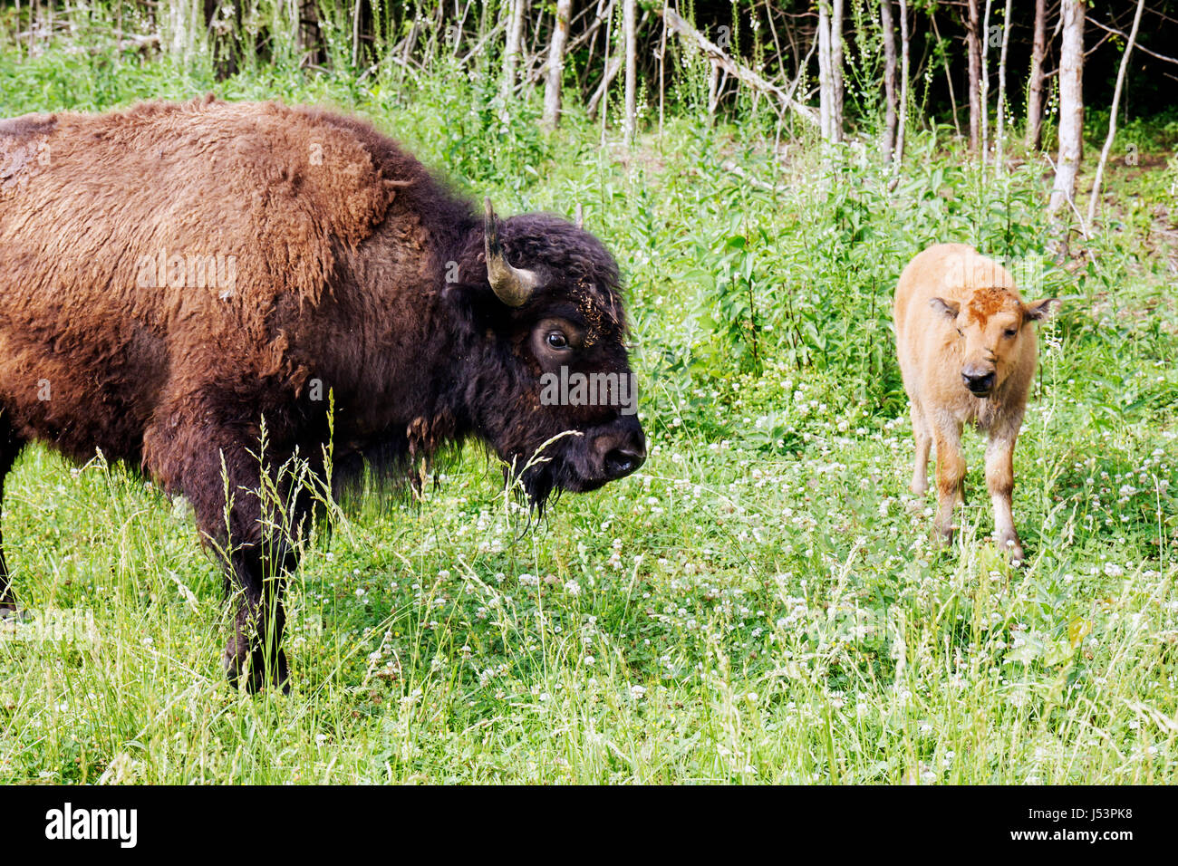 Arkansas Maynard,buffalo,animal,mammal,bovine,bison,cattle,shaggy,brown coat,herbivore,calf,protected status,symbol,graze,AR080601037 Stock Photo