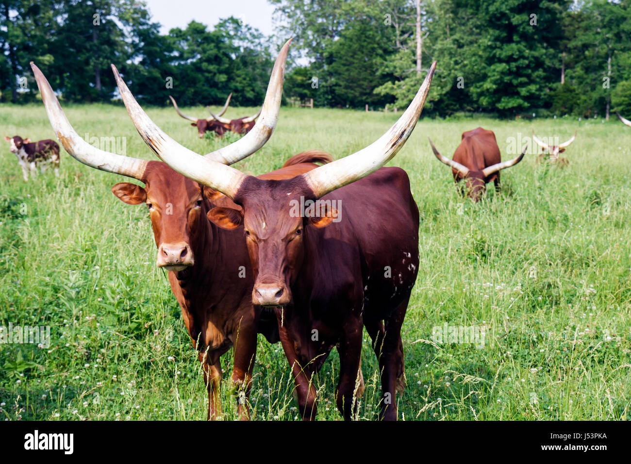 Arkansas Maynard,Ankole Watusi cattle,African breed,imported,animal,mammal,bovine,domestic cattle,large horns,low cholesterol beef,herd,pasture,graze, Stock Photo