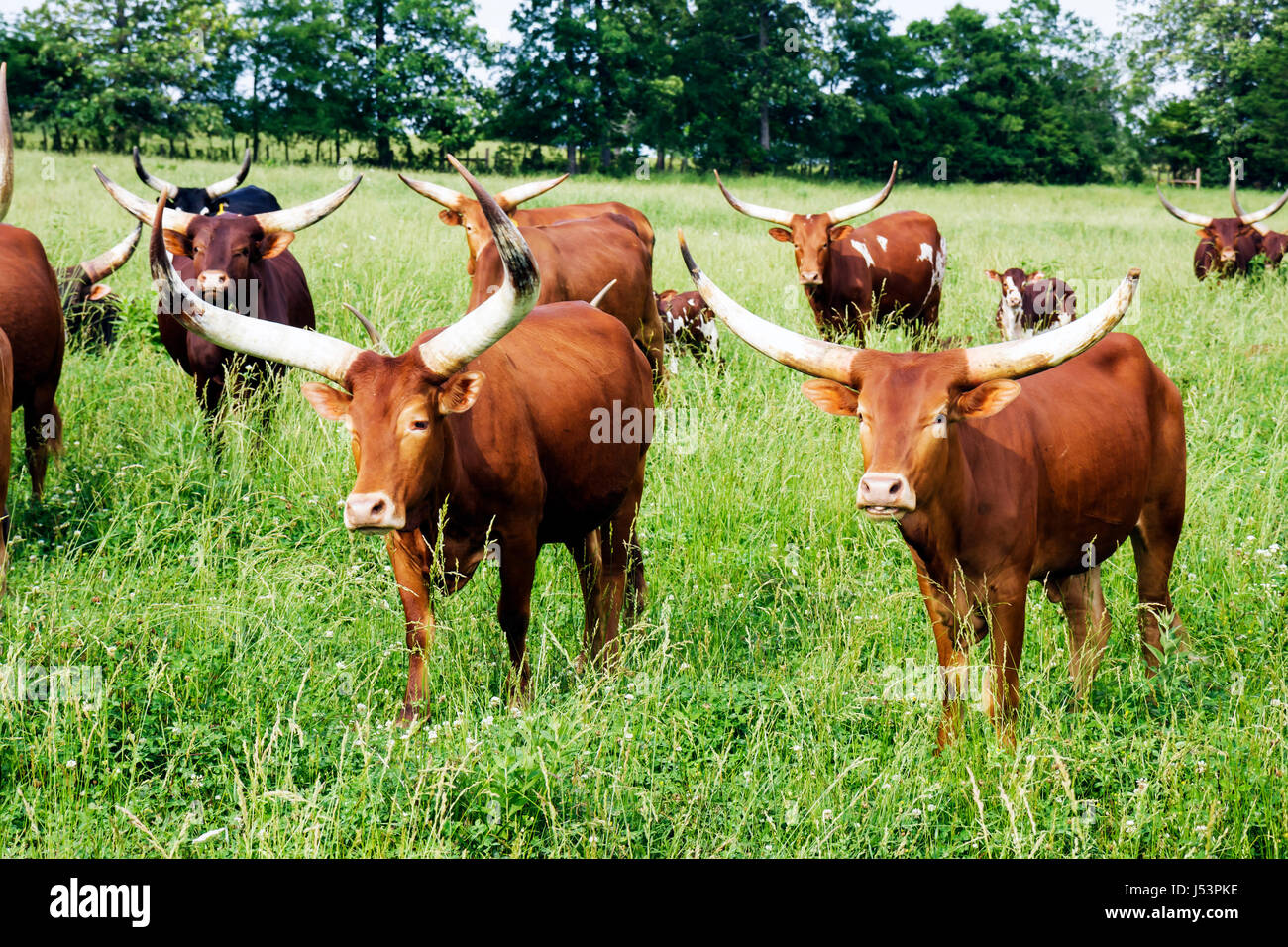 Arkansas Maynard,Ankole Watusi cattle,African breed,imported,animal,mammal,bovine,domestic cattle,large horns,low cholesterol beef,herd,pasture,graze, Stock Photo