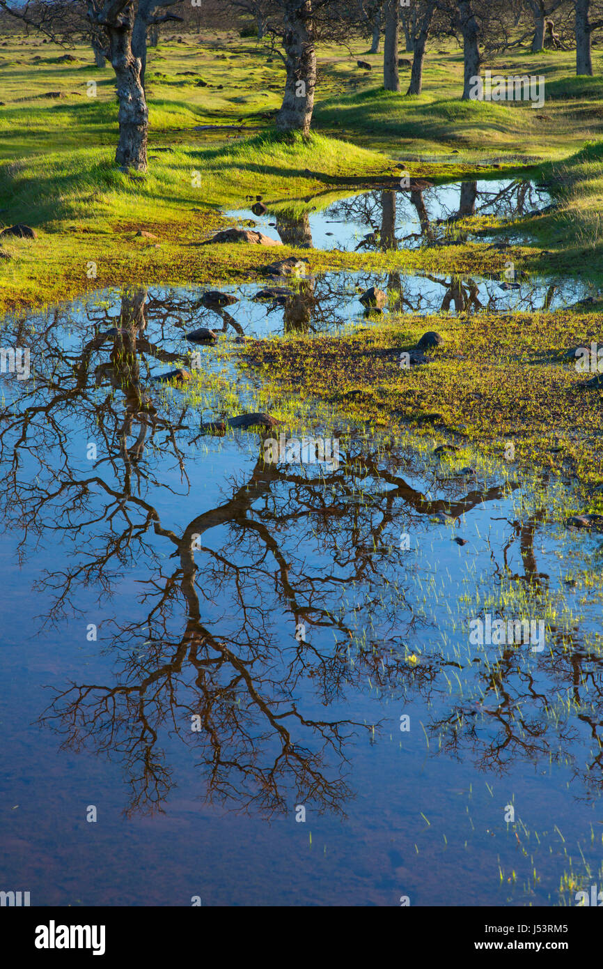 Woodland creek hi-res stock photography and images - Alamy