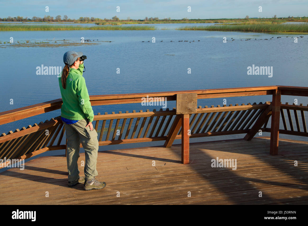 Birding on Boardwalk Trail, Cosumnes River Preserve, California Stock Photo