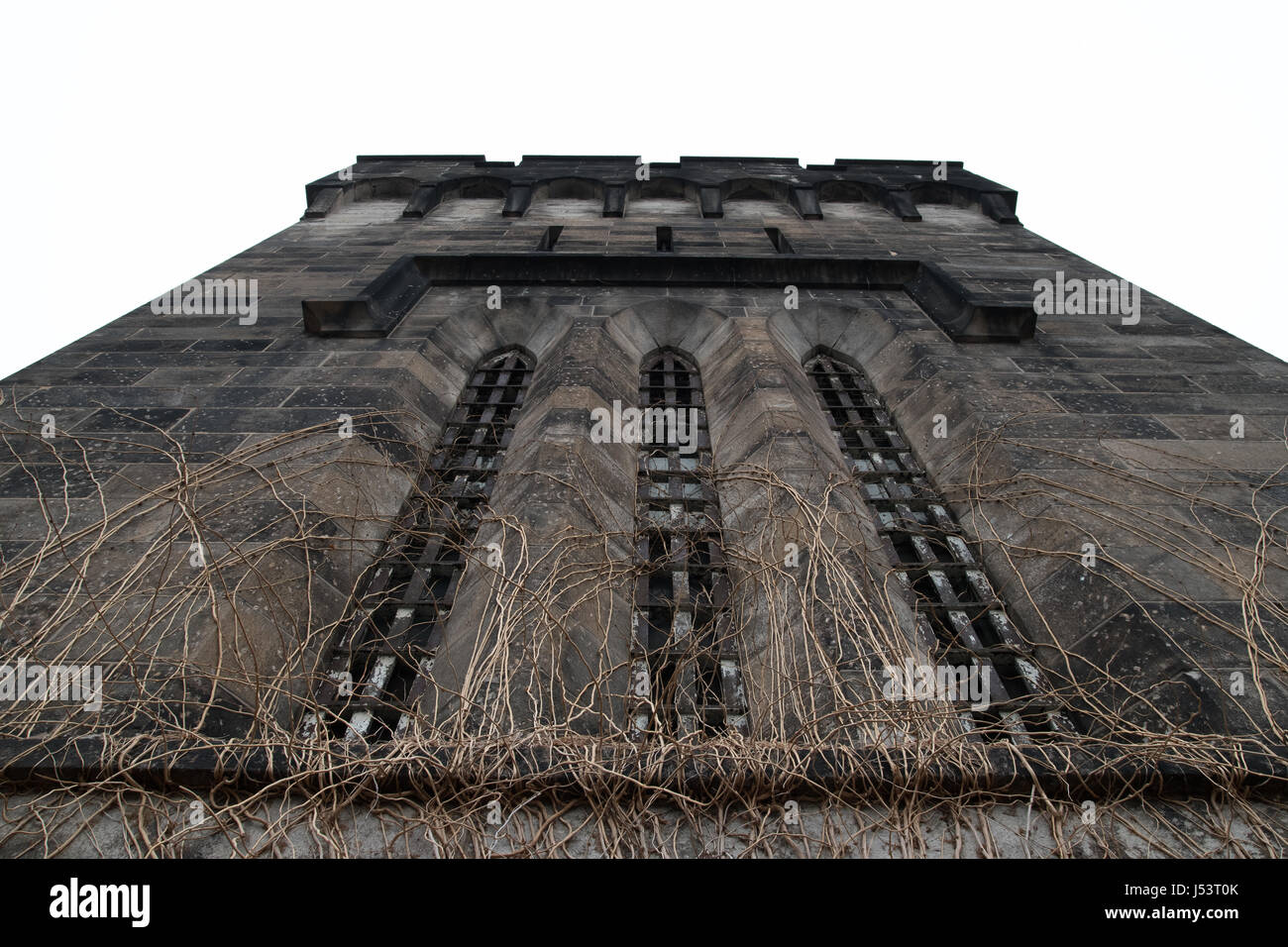 Vines climbing up the wall Stock Photo Alamy
