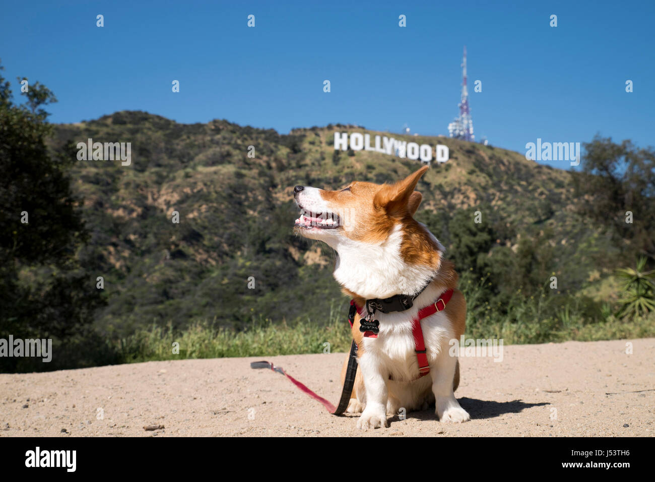 Corgi in front of the Hollywood sign Stock Photo