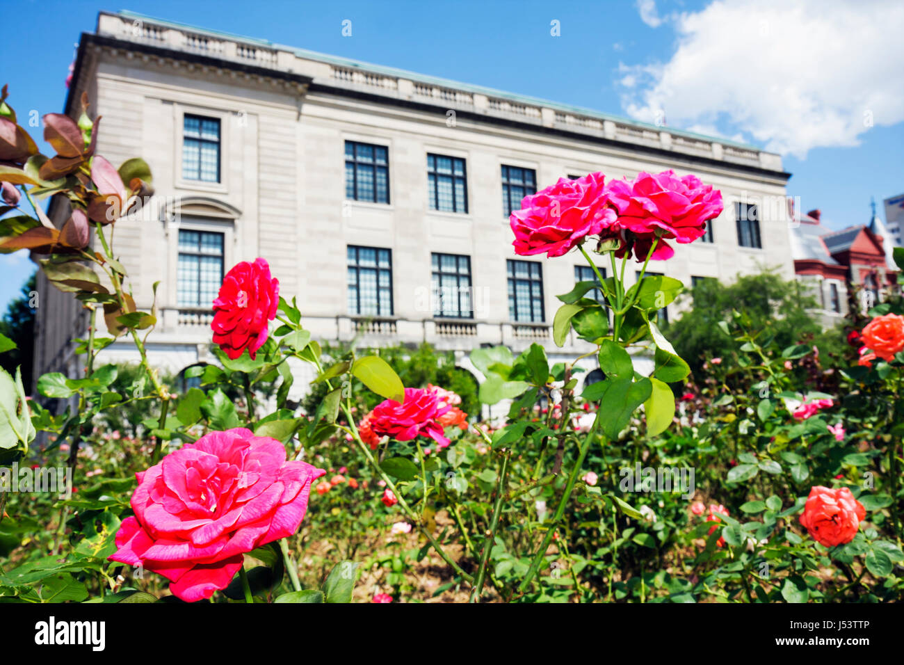Little Rock Arkansas,Pulaski County Courthouse,rose garden,landscape,building,pink,flower,flower,AR080605064 Stock Photo