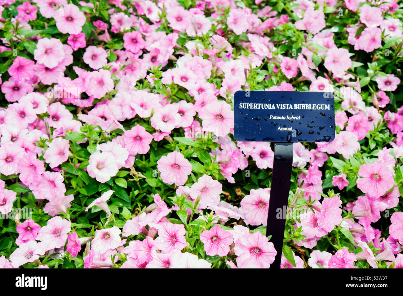 Arkansas Hot Springs,Garvan Woodland Gardens,Supertunia Vista Bubblegum,Petunia hybrid,violet color,annual,nature,botany,flora,planting,flower bed,blo Stock Photo
