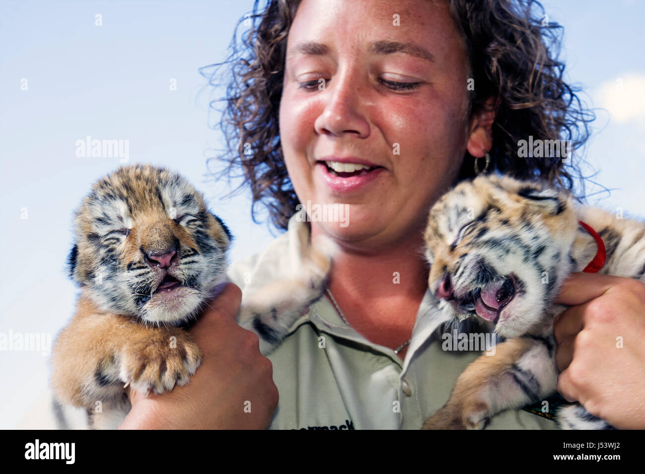 Eureka Springs Arkansas,Ozark Mountains,Turpentine Creek Wildlife Refuge,rescuing exotic wild cats,tiger cubs,eyes closed,woman female women,staff zoo Stock Photo