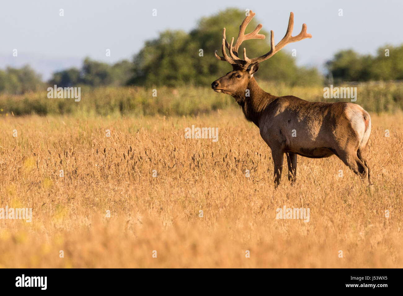 A California Tule Elk grazing in a field. Stock Photo
